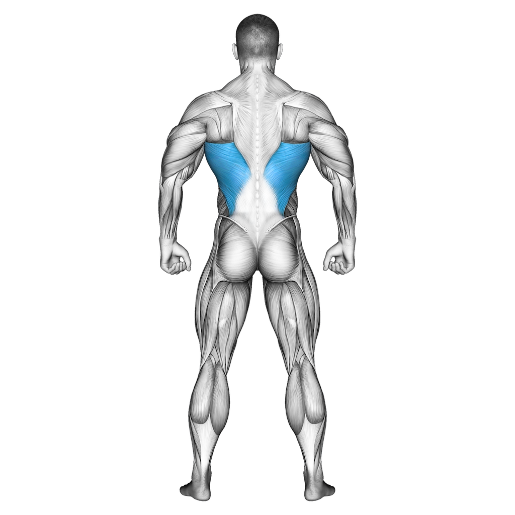 Is the Pullover a Back or Chest Exercise? - T Nation Content